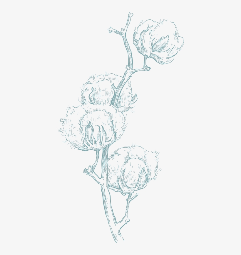 In The Beginning - Cotton Sketch, transparent png