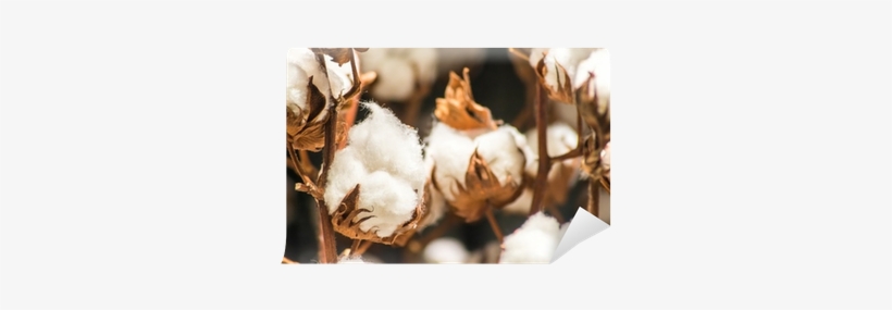Cotton, transparent png