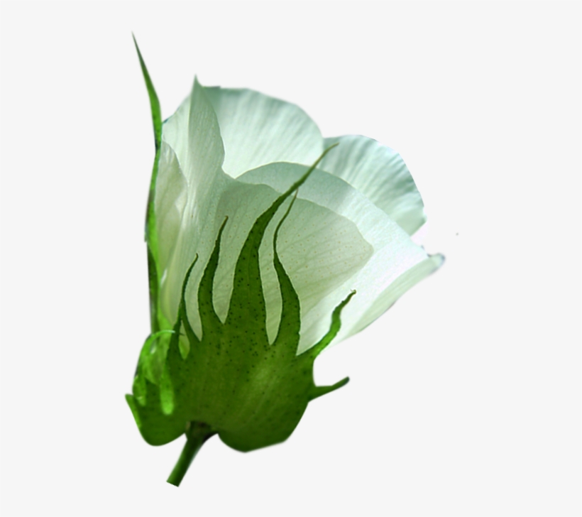 Infographic, transparent png