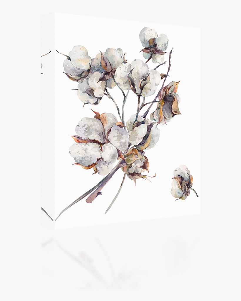 Cotton Water Color - Cotton Flower Watercolor, transparent png