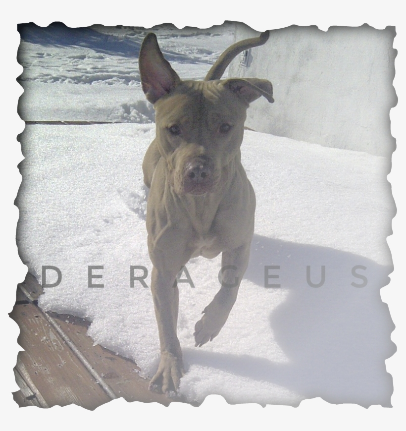 Ammons' Hemphill Red Wolf - Makan Untuk Kesihatan Resipi Kehidupan Sihat, transparent png