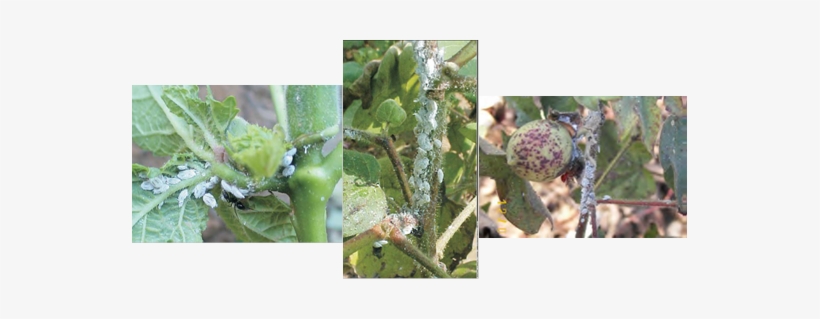 Plants Dry Become Stunted And Dry - Cotton, transparent png