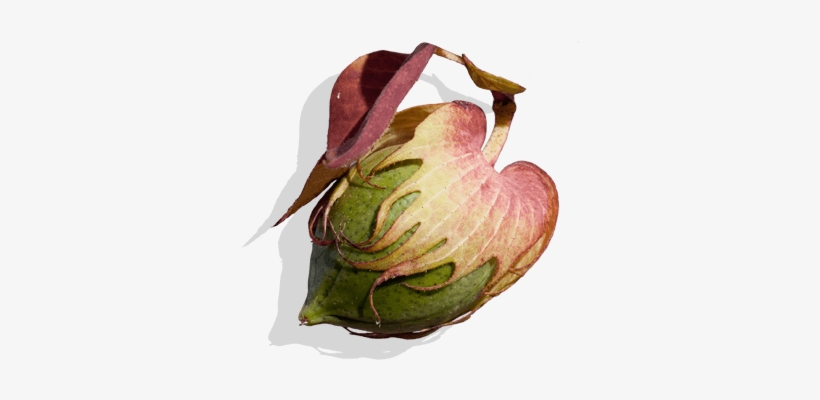 Cotton With Xtendflex® Technology - Cotton Picker, transparent png