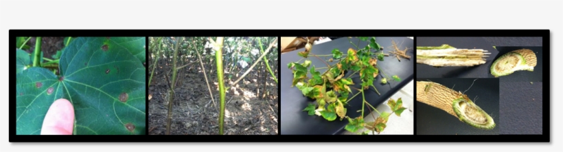 Cotton Diseases And Nematodes - .com, transparent png