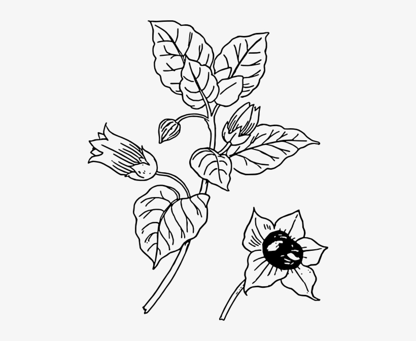 Cotton Plant Drawing - Belladonna Plant Sketch, transparent png