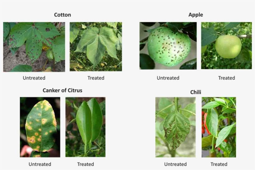Organic / Herbal Crop Protection - Biointensive Integrated Pest Management In Horticultural, transparent png
