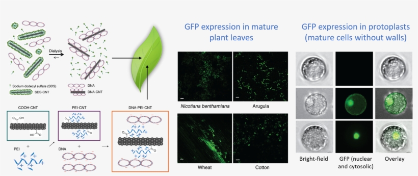 Accomplished In Mature Nicotiana Benthamiana, Eruca - Plant Pathology, transparent png