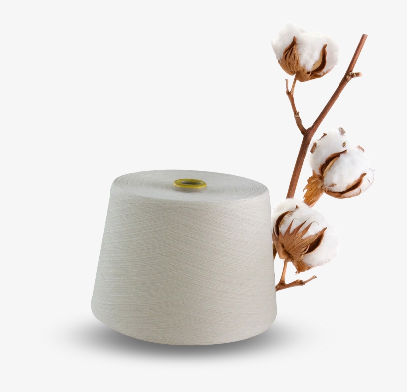 We Are From India's Highest Cotton Growing State - Cotton Plant, transparent png