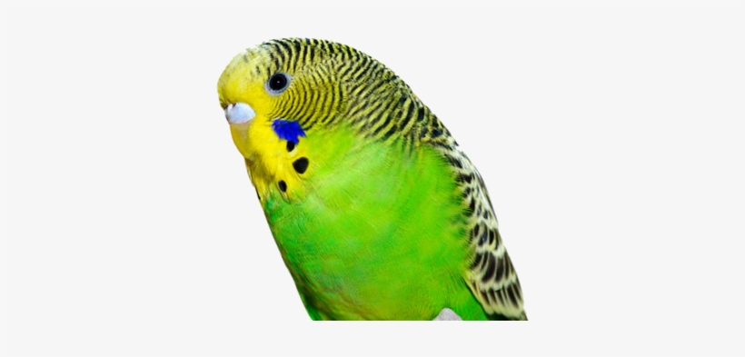 Budgie - Birthday Wishes For Parrot, transparent png