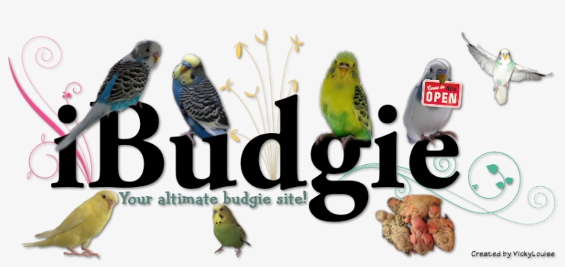 Budgie Word, transparent png