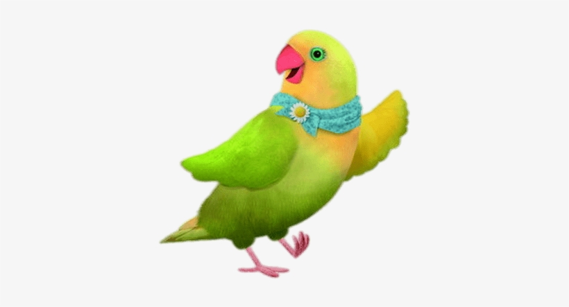 Budgie, transparent png