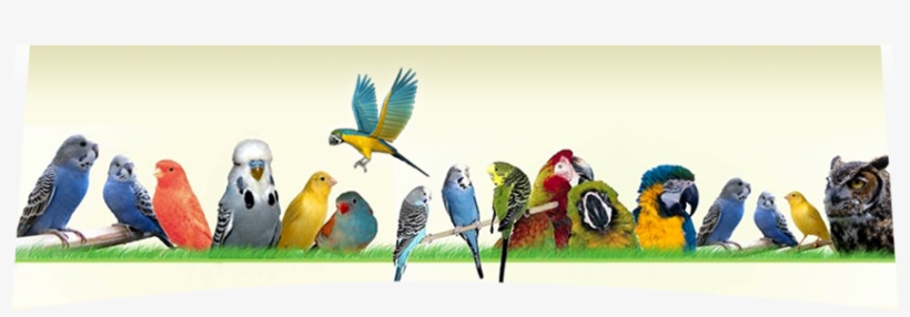 Macaw, transparent png