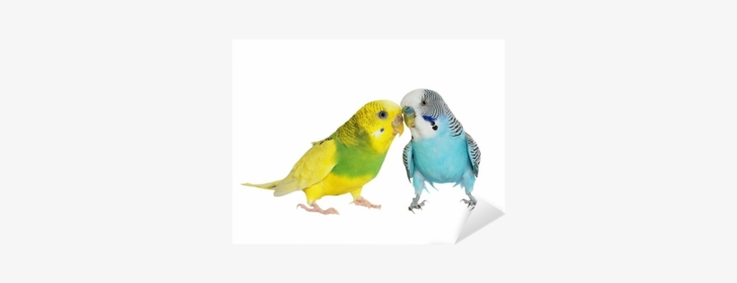 Budgerigar Isolated On White, , Budgie Sticker • Pixers® - Tapeta Papużka Falista, transparent png