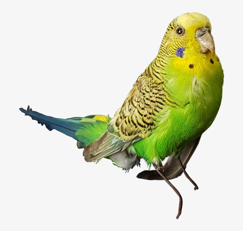 Taxidermy Budgerigar - Budgerigar, transparent png
