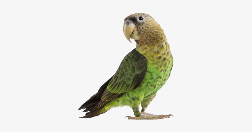 Discouraging Egg Laying In Pet Birds - Keersi Calcium Teeth Grinding Chew Toy For Bird Parrot, transparent png