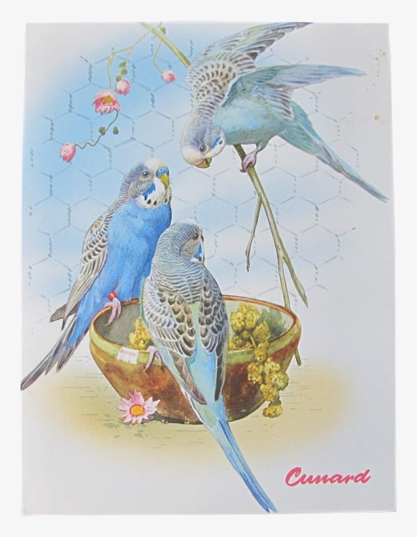 Mid Century Cruise Menu With Budgie Cover - Budgie, transparent png