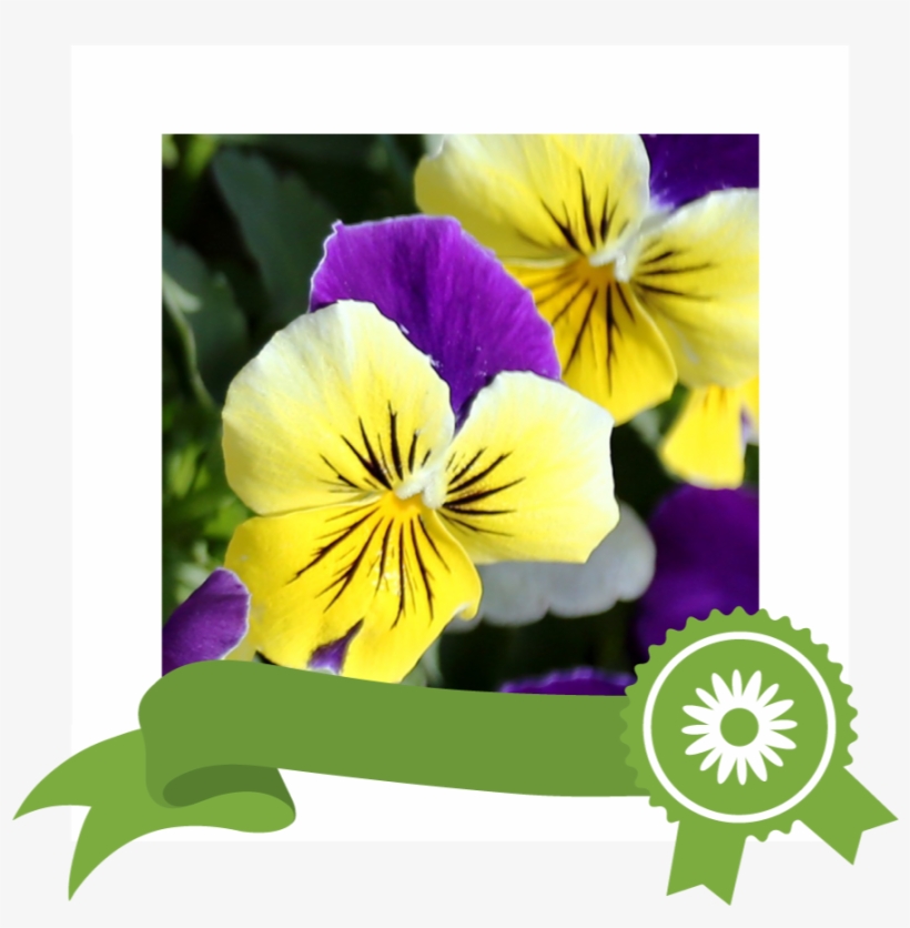 Edible Package Of 600 Seeds, Johnny Jump Up Helen Mount (viola 1016x931 PNG Download PNGkit Edible Package Of 600 Seeds, Johnny Jump Up Helen Mount (viola 1016x931 PNG Download PNGkit