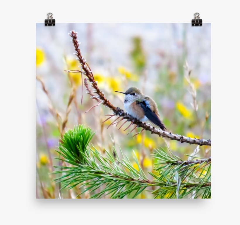 Perched Hummingbird With Rufous Flanks And Yellow Flowers - Yellow Rumped Warbler, transparent png