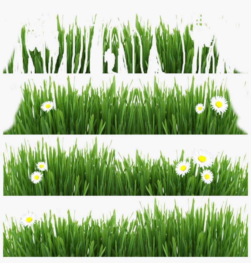 Grass12 - Fresh Green Grass On White Backround Throw Blanket, transparent png