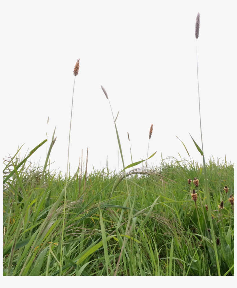 Grass2 By Mindsqueeze - Sweet Grass, transparent png