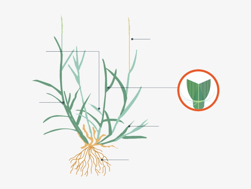 The Constant Running Back And Forth In The Same Location - Grass, transparent png