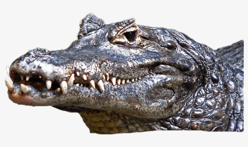 Caiman Head - Wild Crocodile, transparent png