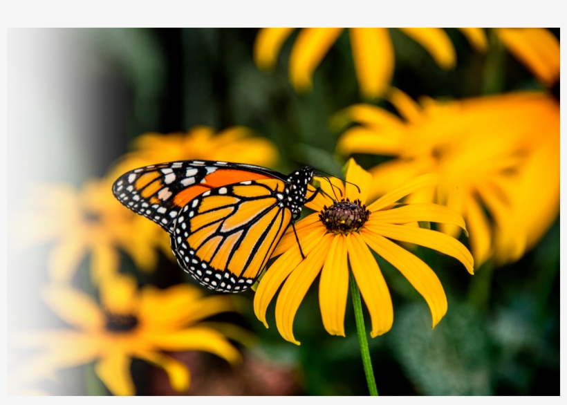 Bcgrasslands Photosm-monarch - Common Milkweed - Four (4) Live Plants - Asclepias, transparent png
