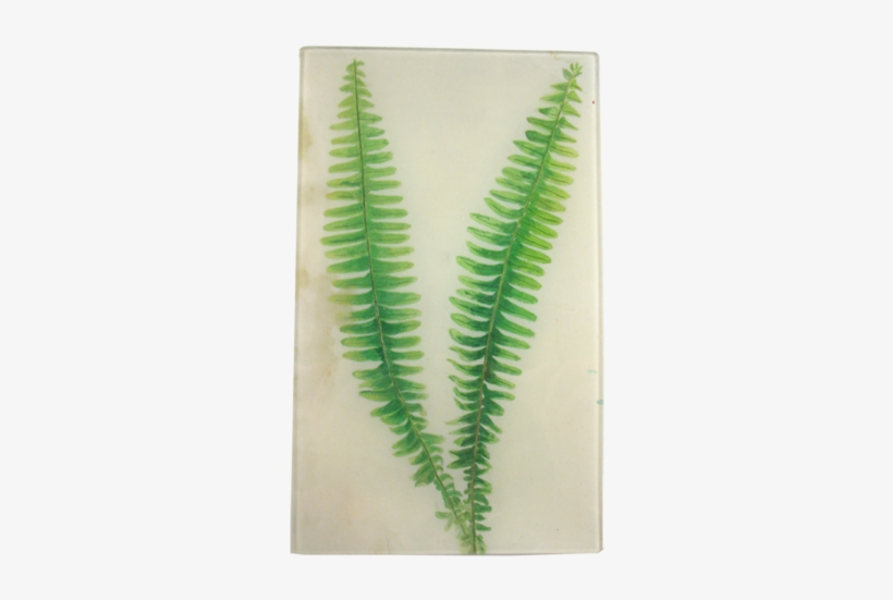 Painted Fern Painted Fern - Horsetail, transparent png