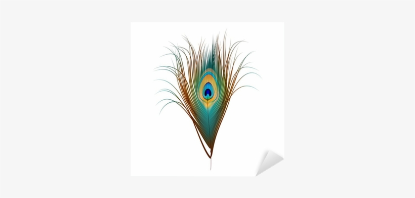 Vector Peacock Feather Isolated On White Sticker • - Peacock Feather Vector, transparent png