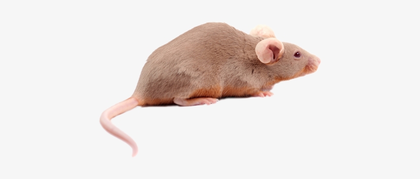 Rat, transparent png