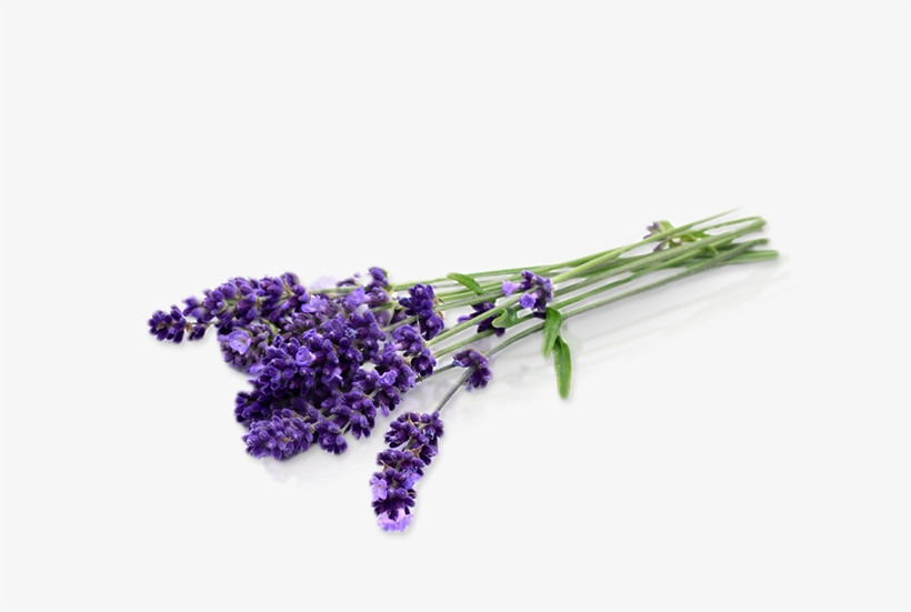 Endiglow Gua Sha & Cupping Oil Lavender Essential, transparent png