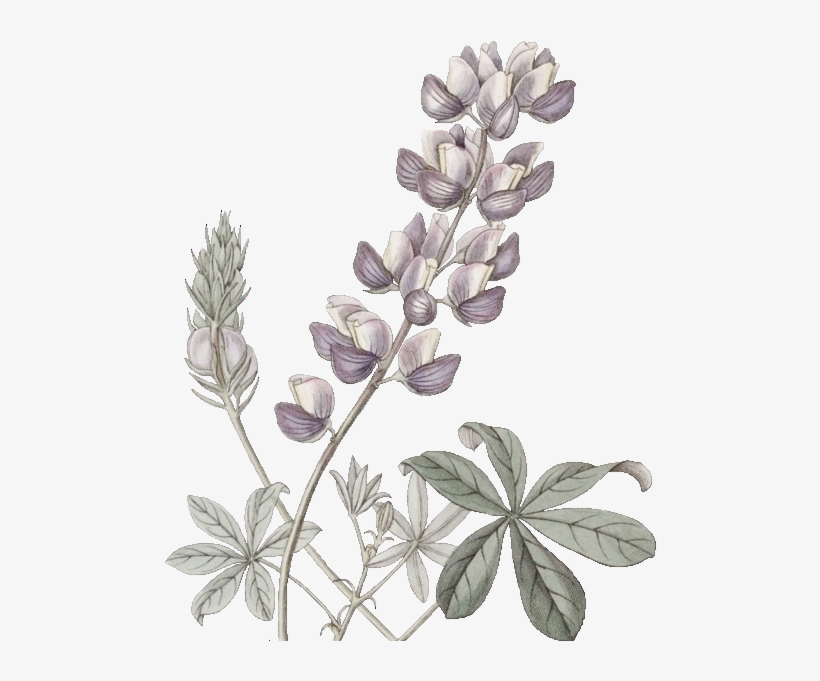 Edwards Lupinus Colorel Png - Illustration, transparent png