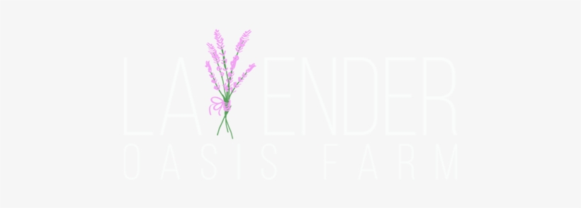 Lavender Oasis Farm - Lavender, transparent png