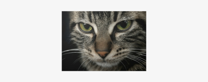 Face, transparent png