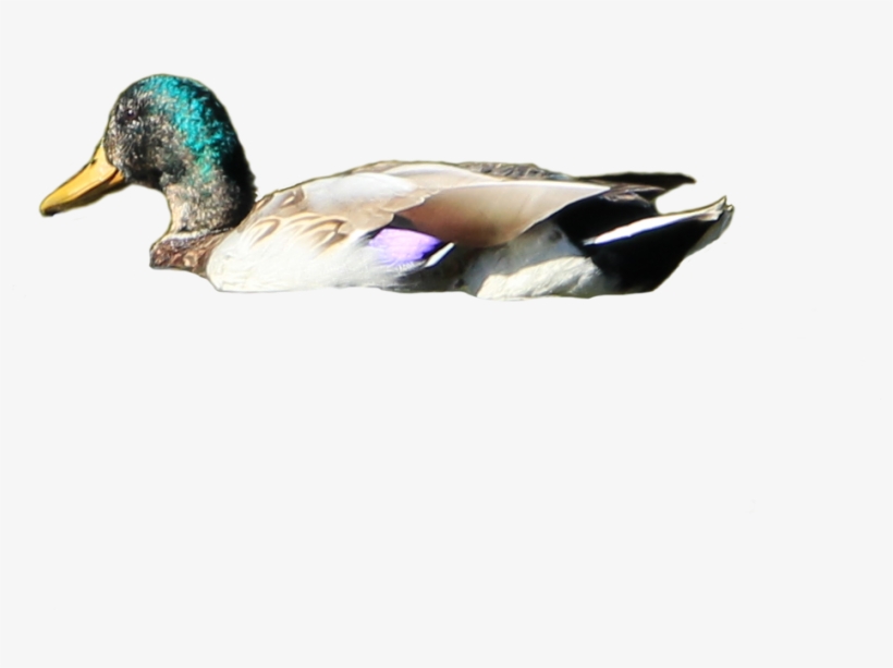 Png Ducks Transparent Images - Duck Png, transparent png