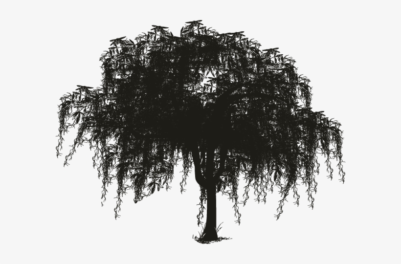 Spanish Woody Plant Silhouette Oak Transprent Free - Spanish Moss Tree Silhouette, transparent png