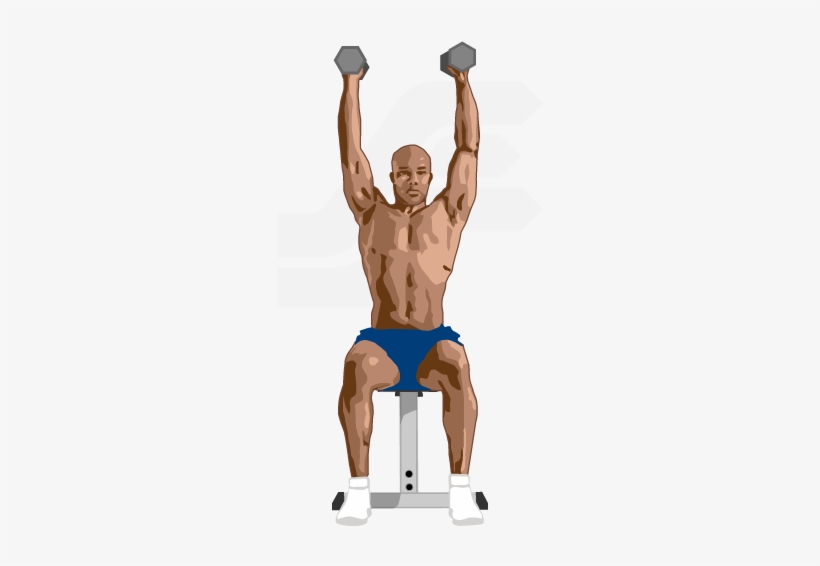Dumbbell Shoulder Press - Biceps Curl, transparent png