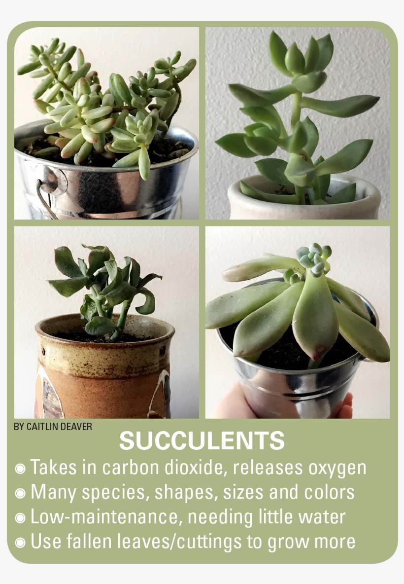 Succulent Plant, transparent png