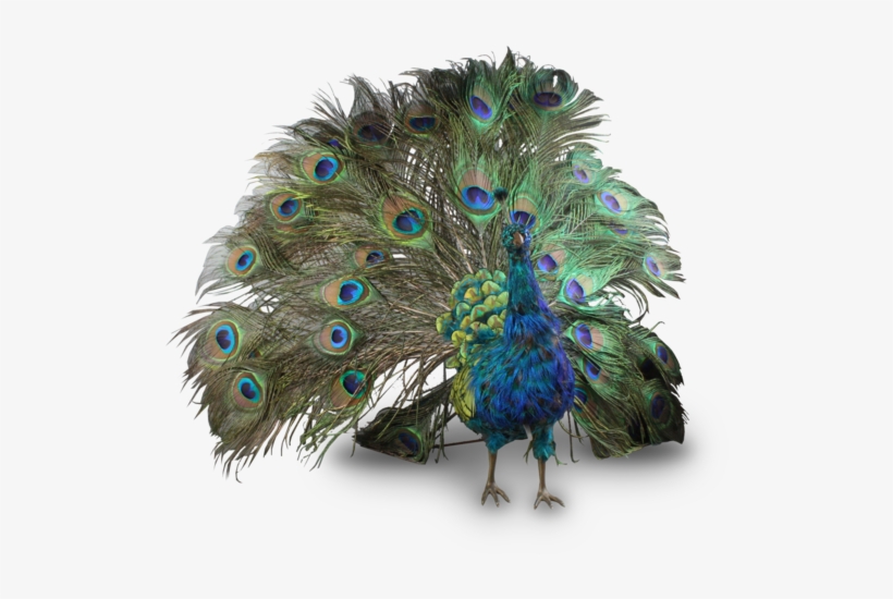 9 Png - Peafowl, transparent png
