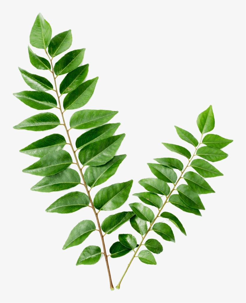 Curry Leaf Kari Patta, transparent png