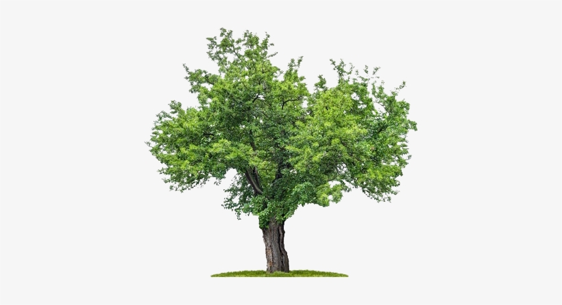 Png Plan Trees - Mulberry Tree Png, transparent png