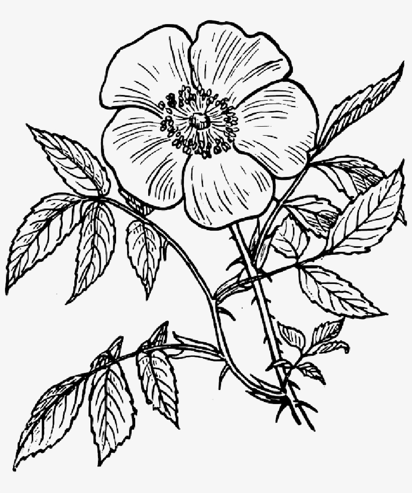 Mb Image/png - Flower Line Art Transparent, transparent png