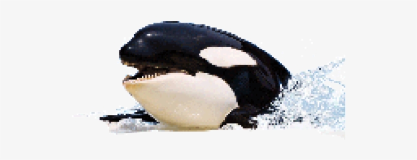 Killer Whale Image Png, transparent png
