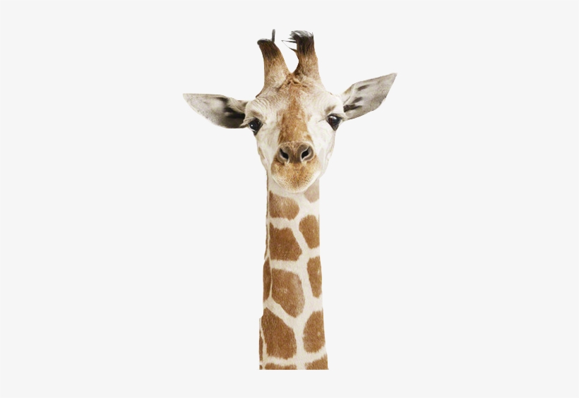 Transparent ☾ Please Don't Delete Credit ☾ Thanks - Animal Print Shop By Sharon Montrose Little Darlings, transparent png