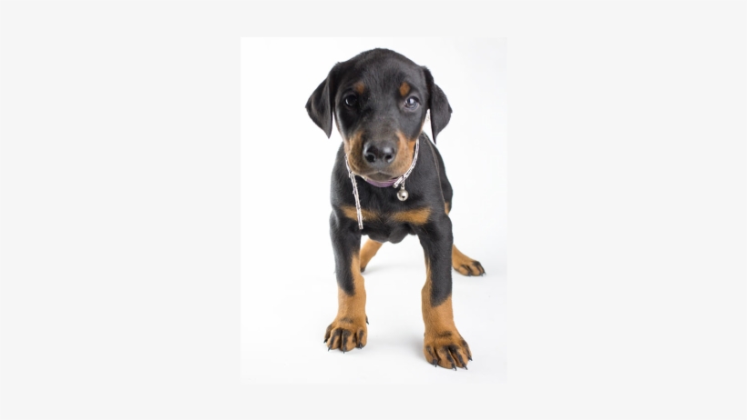 Austrian Black And Tan Hound, transparent png