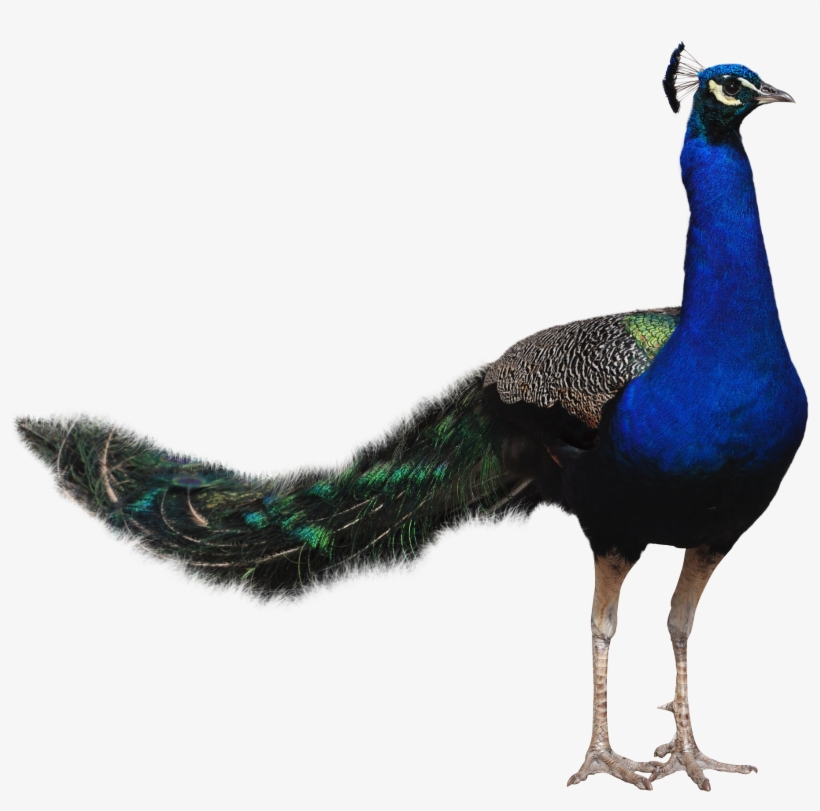 Peacocks, Quality Photo - Bird Png Hd Transparent, transparent png