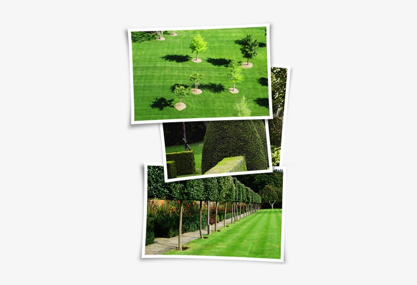 Grounds Maintenance Is The Core Service We Provide - Pleached Trees, transparent png