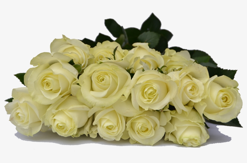 Premium Ecuadorian Roses You Choose The Quany Of Roses - Cream White Rose Png, transparent png