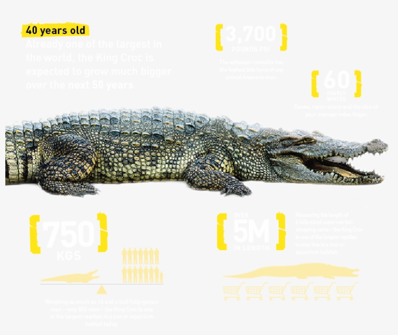 Croc Details - The Dubai Mall, transparent png