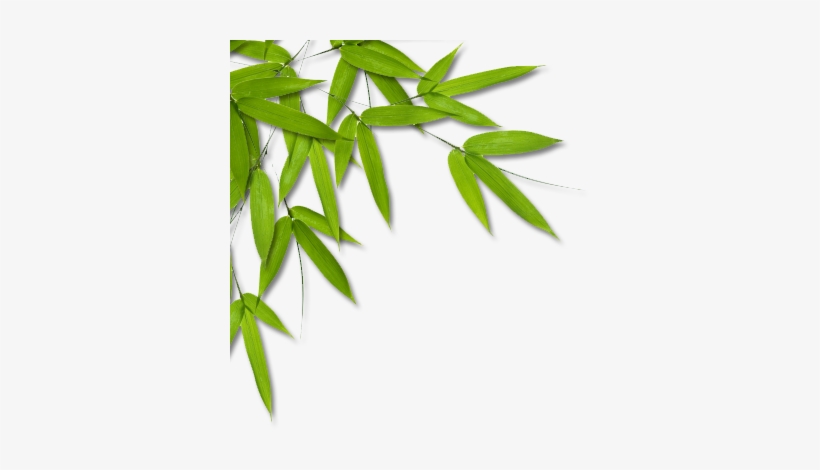 Bamboo Png Bamboo Leaves L Photo - Babyboss 100% Organic Bamboo Hooded Baby Towel &, transparent png